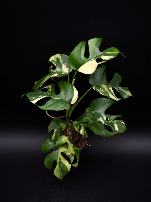 Rhaphidophora Tetrasperma Variegata