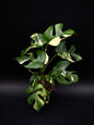 Rhaphidophora Tetrasperma Variegata