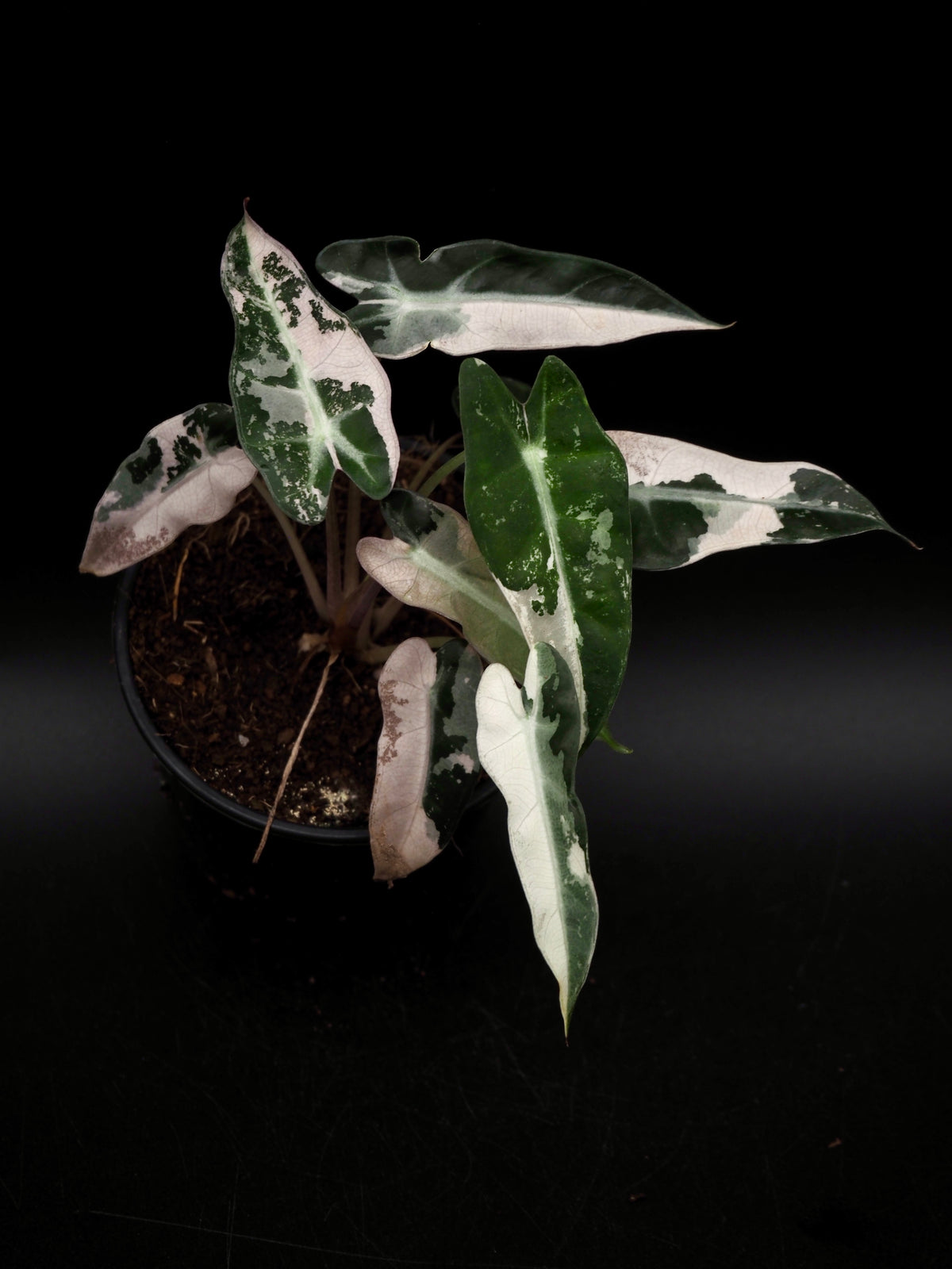 Alocasia Bambino Rose Variegata