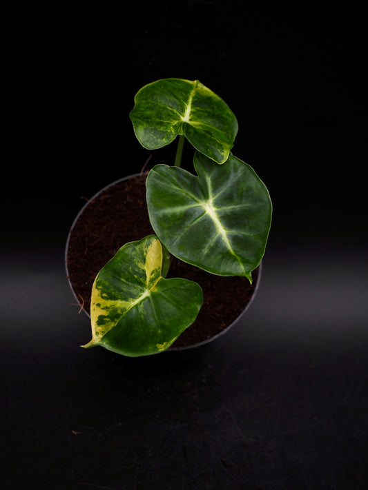 Alocasia Frydek Dorayaki