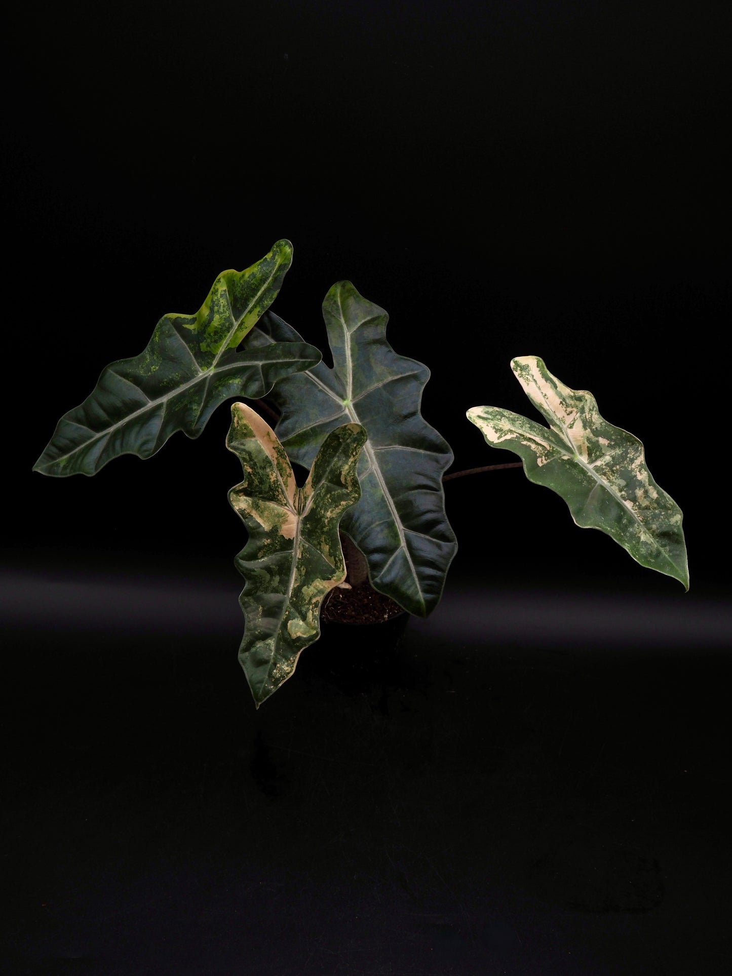Alocasia pseudo sanderienne Aurea Variegata