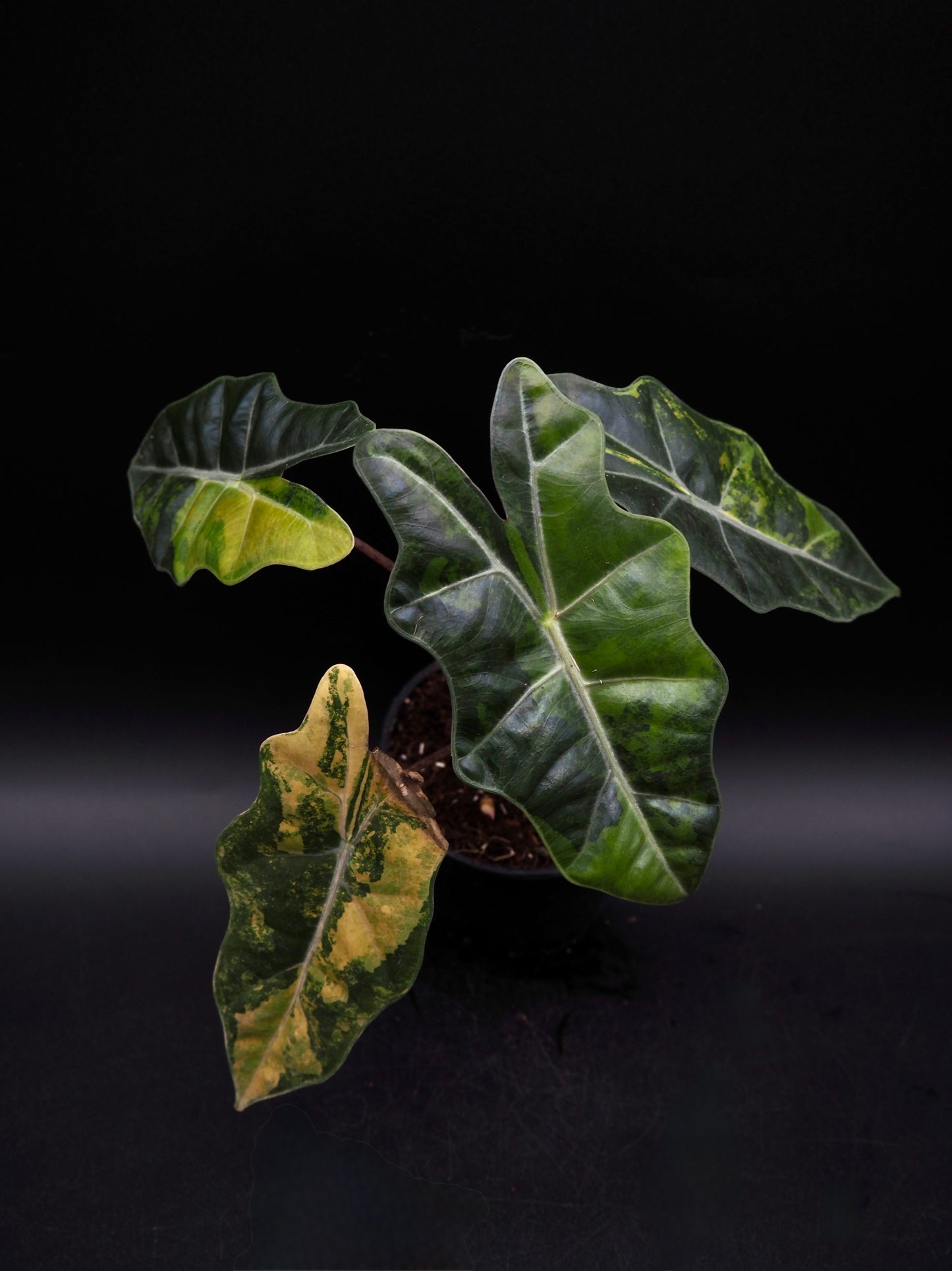 Alocasia pseudo sanderienne Aurea Variegata