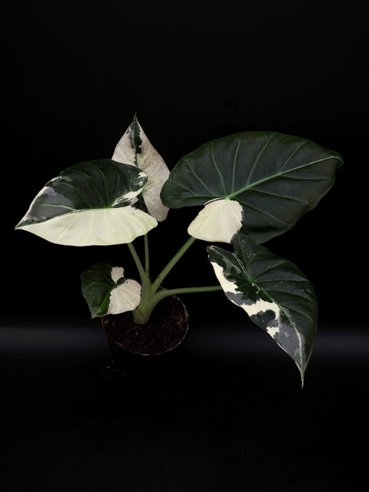 Alocasia Regal Shield Albo