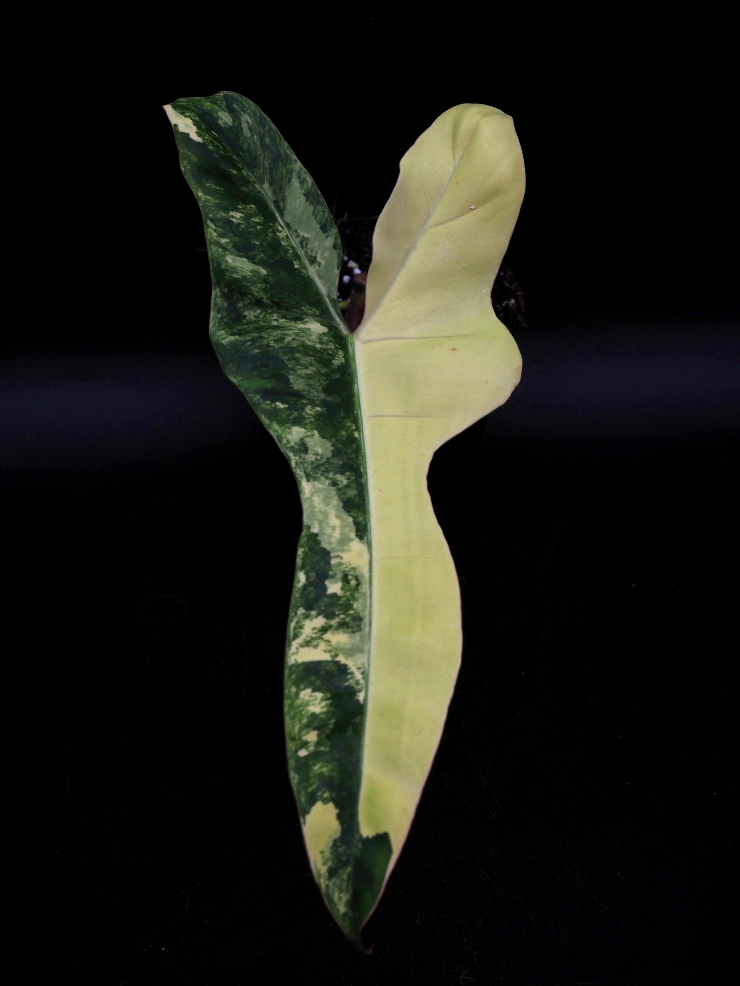 Philodendron Florida Beauty x Billitiea (Jennifer)