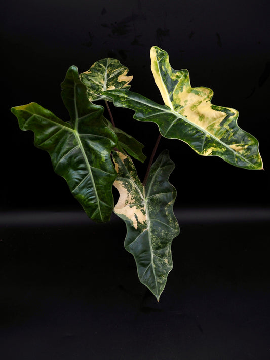Alocasia pseudo sanderienne Aurea Variegata