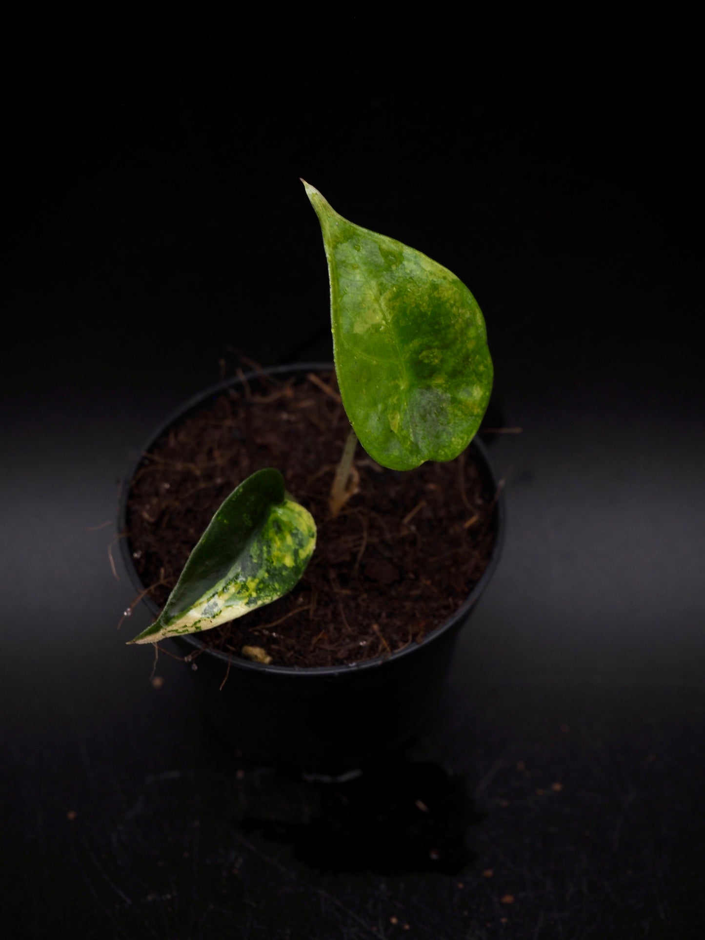 Alocasia Sedenii Aurea
