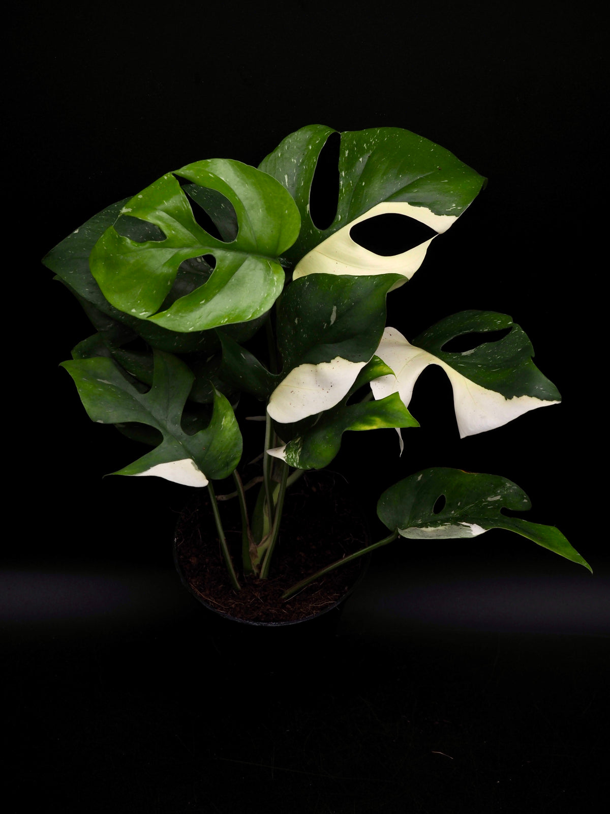 Rhaphidophora Tetrasperma Thai Constellation Variegata