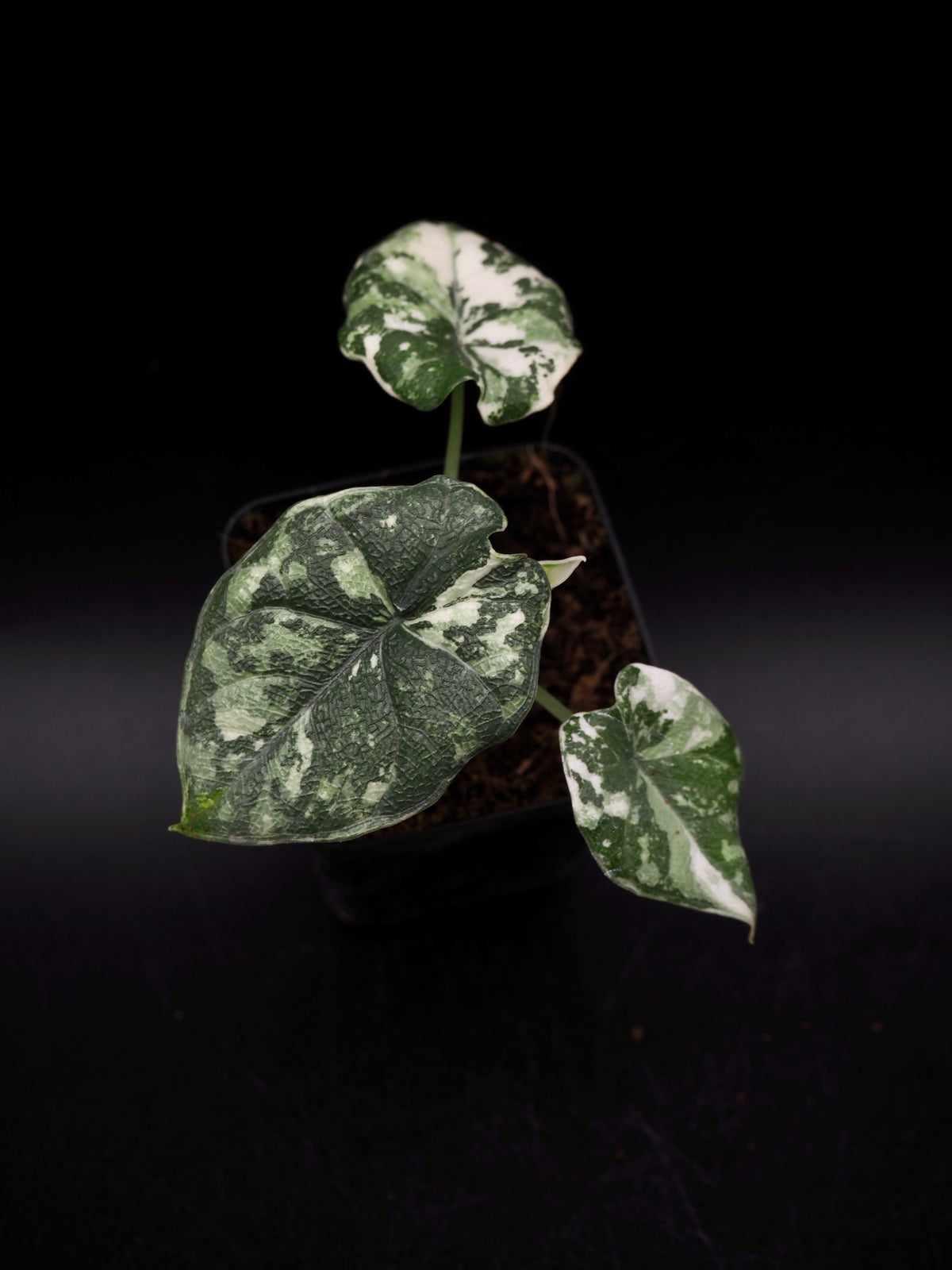 Alocasia Melo Albo Variegata