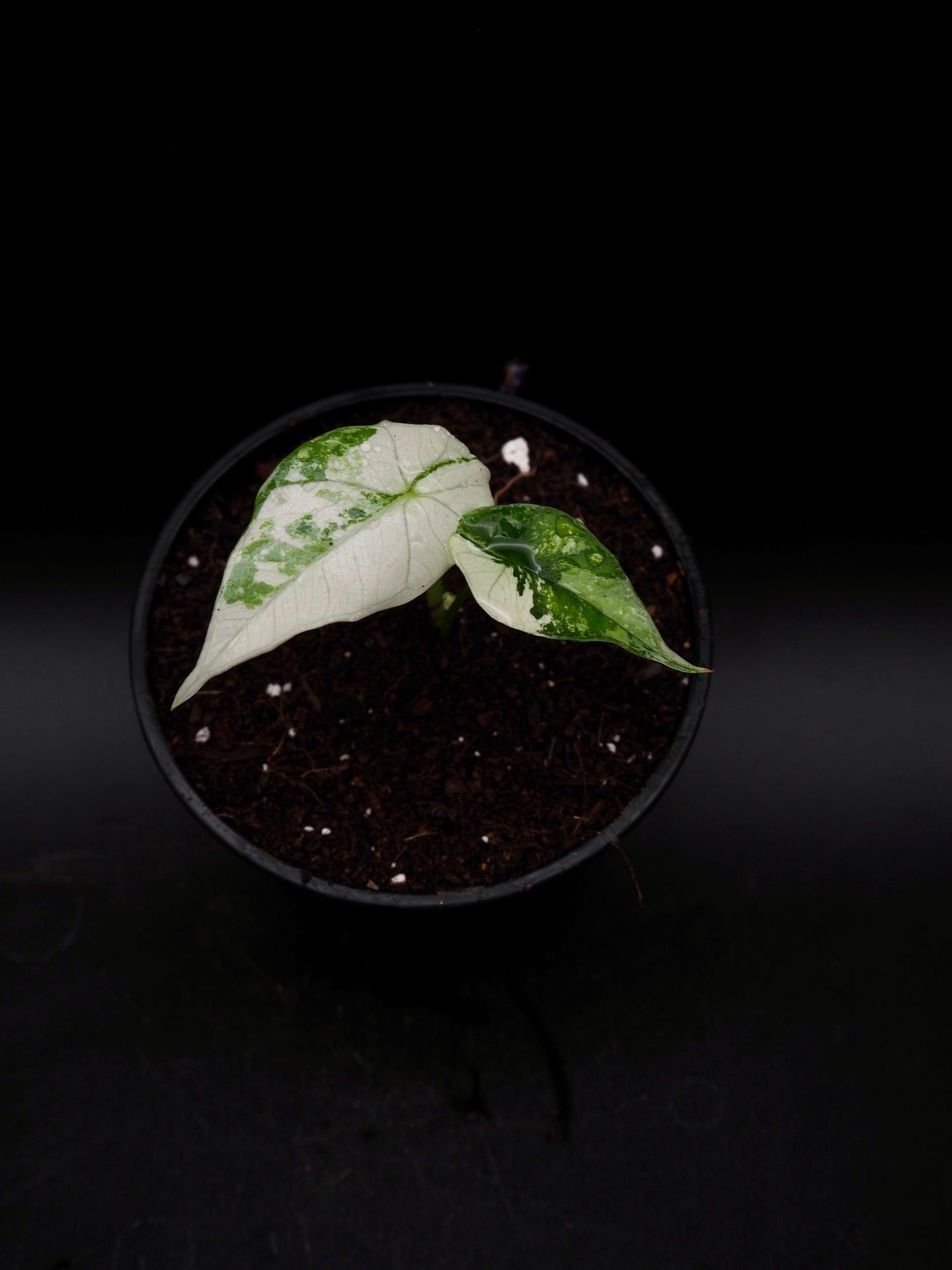 Alocasia Simpo Albo
