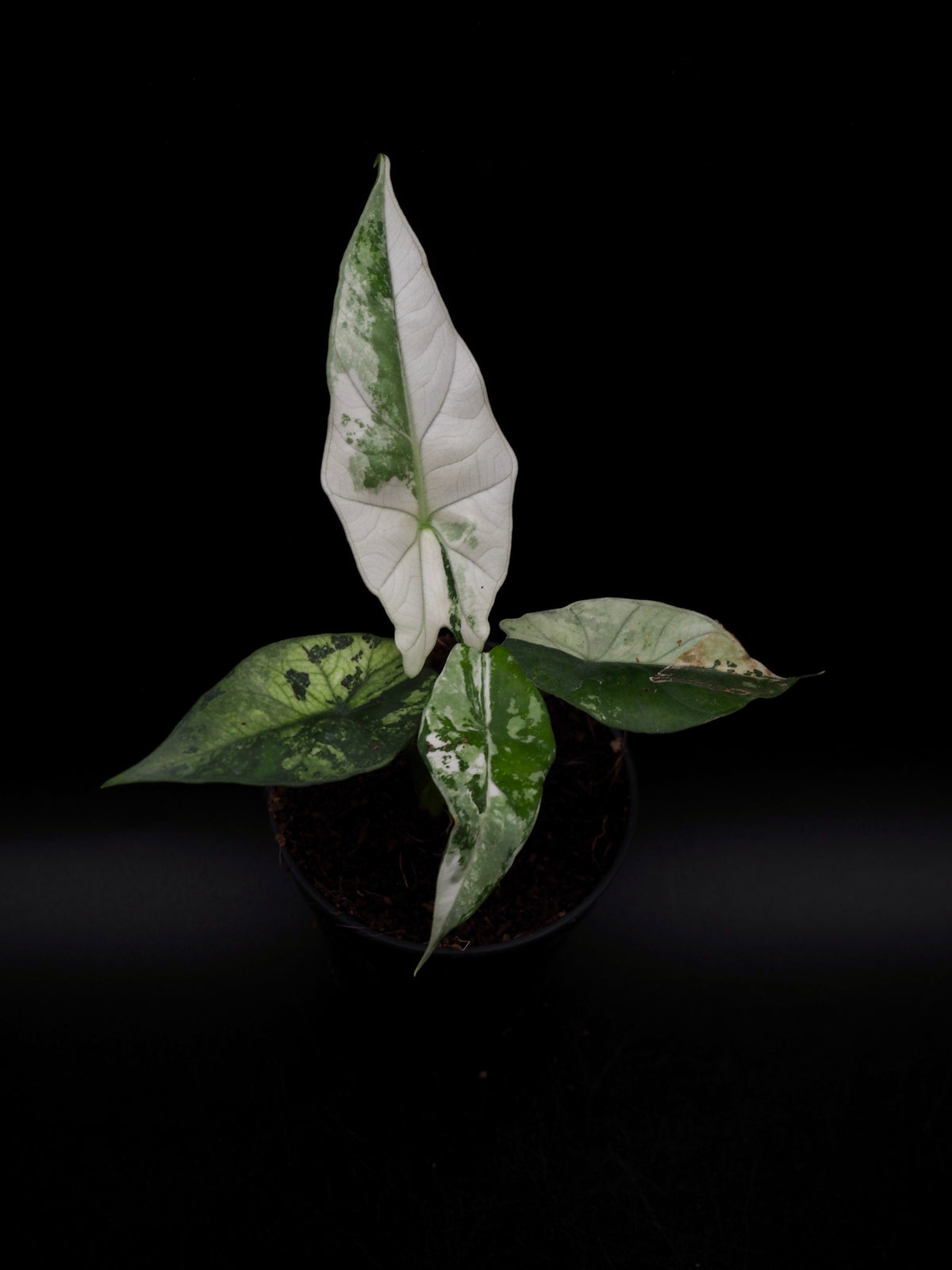 Alocasia Simpo Albo