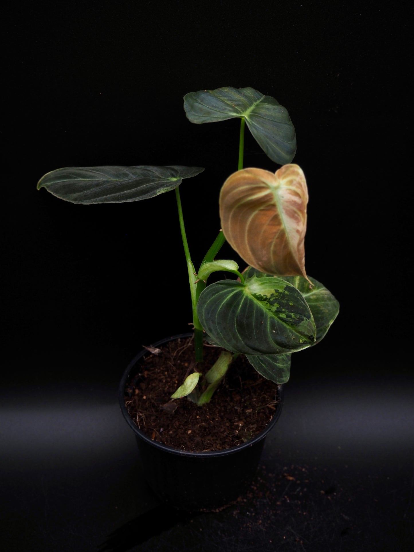 Philodendron Melanochrysum Variegata