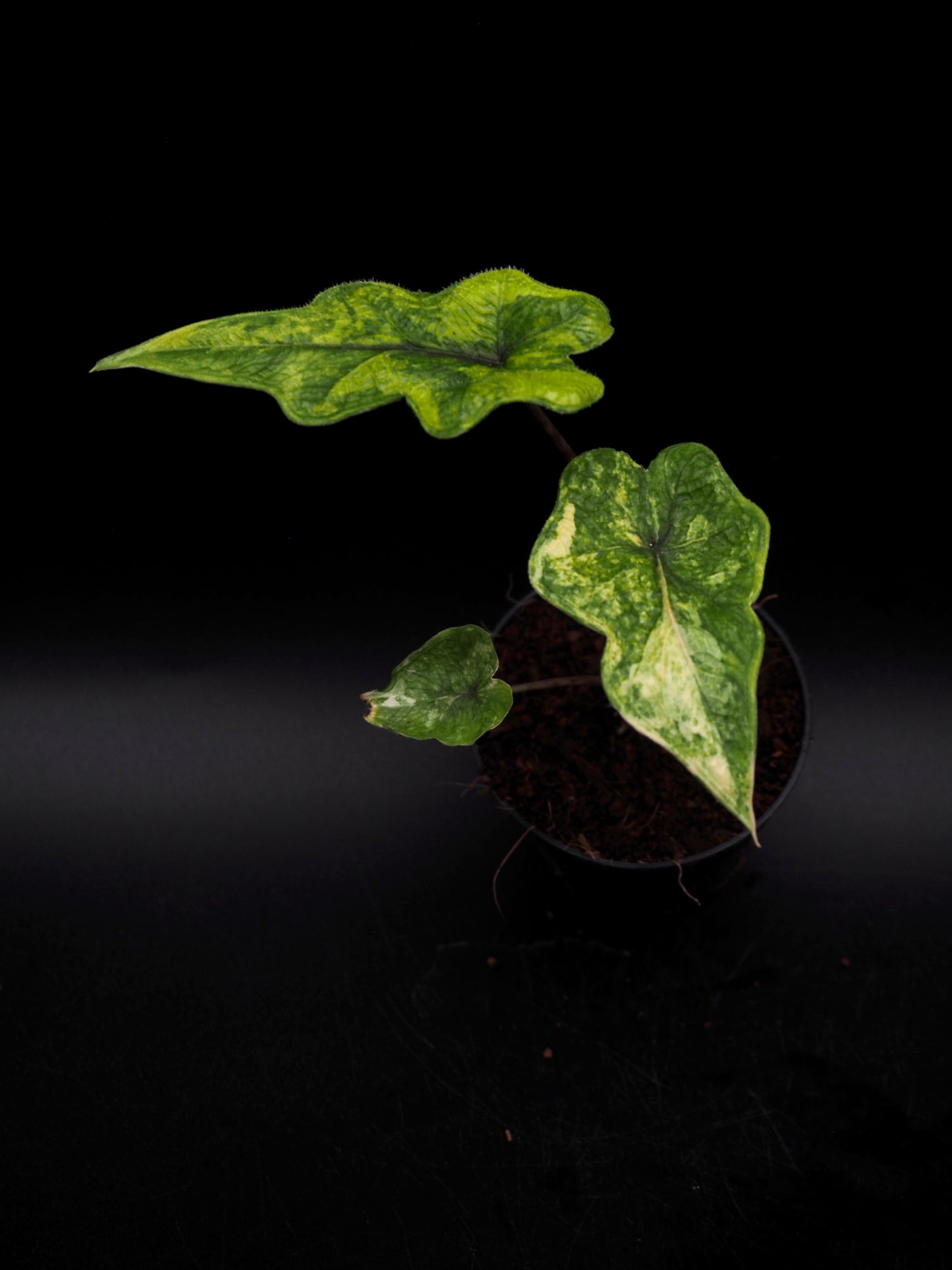 Alocasia Jacklyn Aurea Variegata