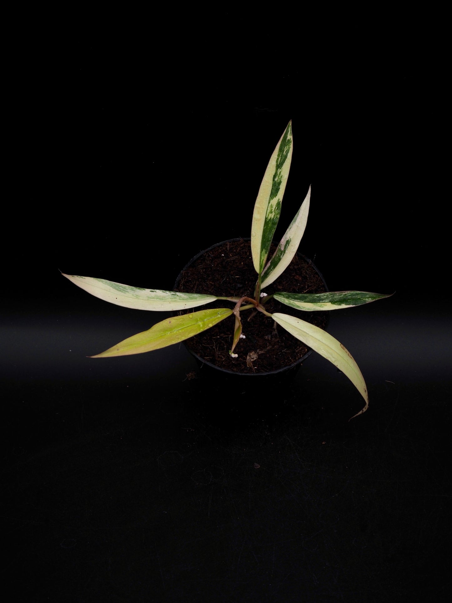 Philodendron Caramel Marble