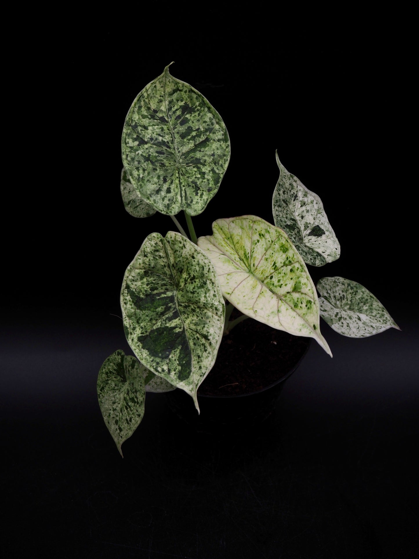 Alocasia Dragon Scale Mint Variegata