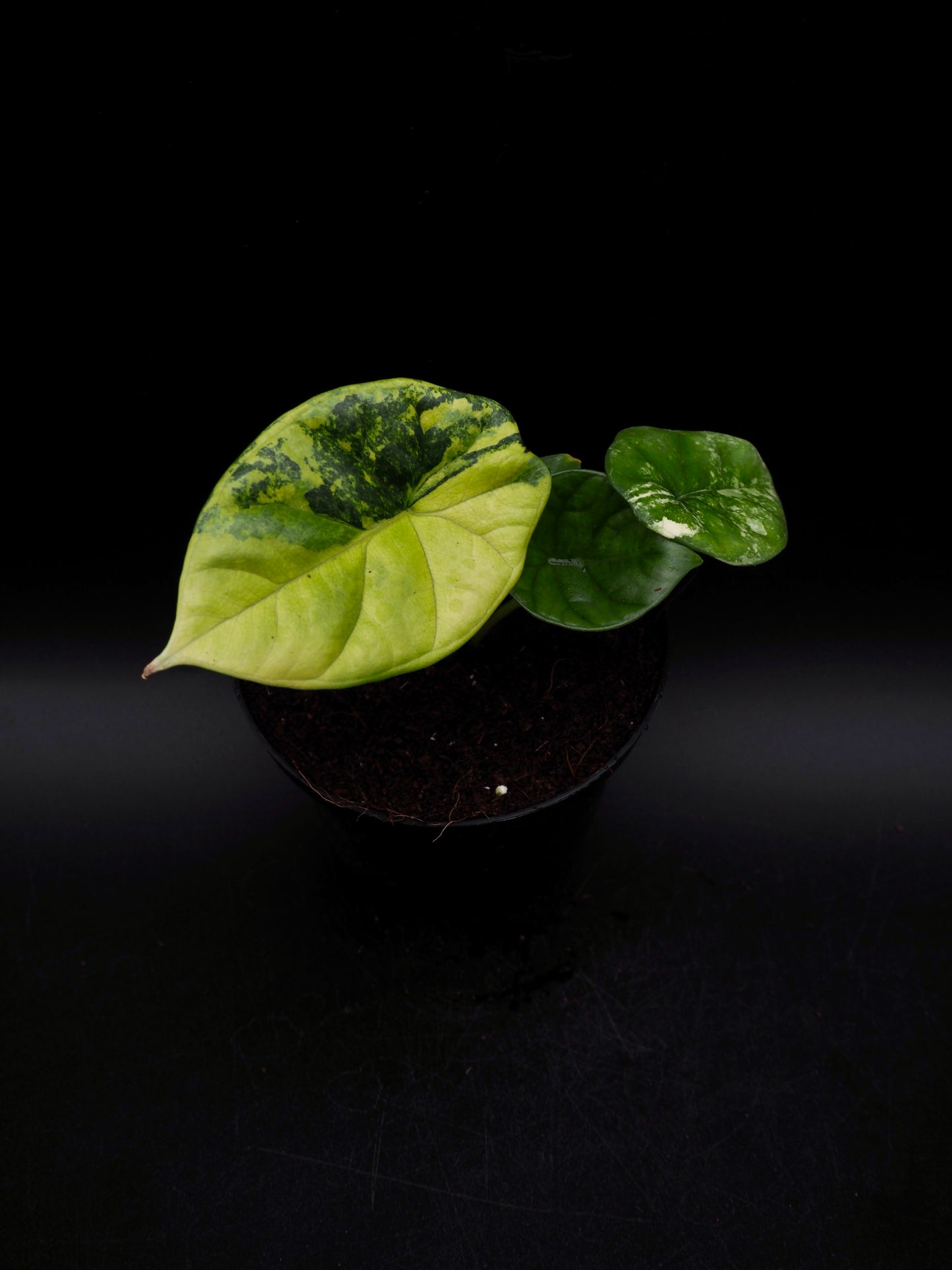 Alocasia Sinuata Aurea