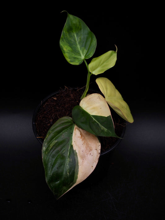 Philodendron Micans Variegata