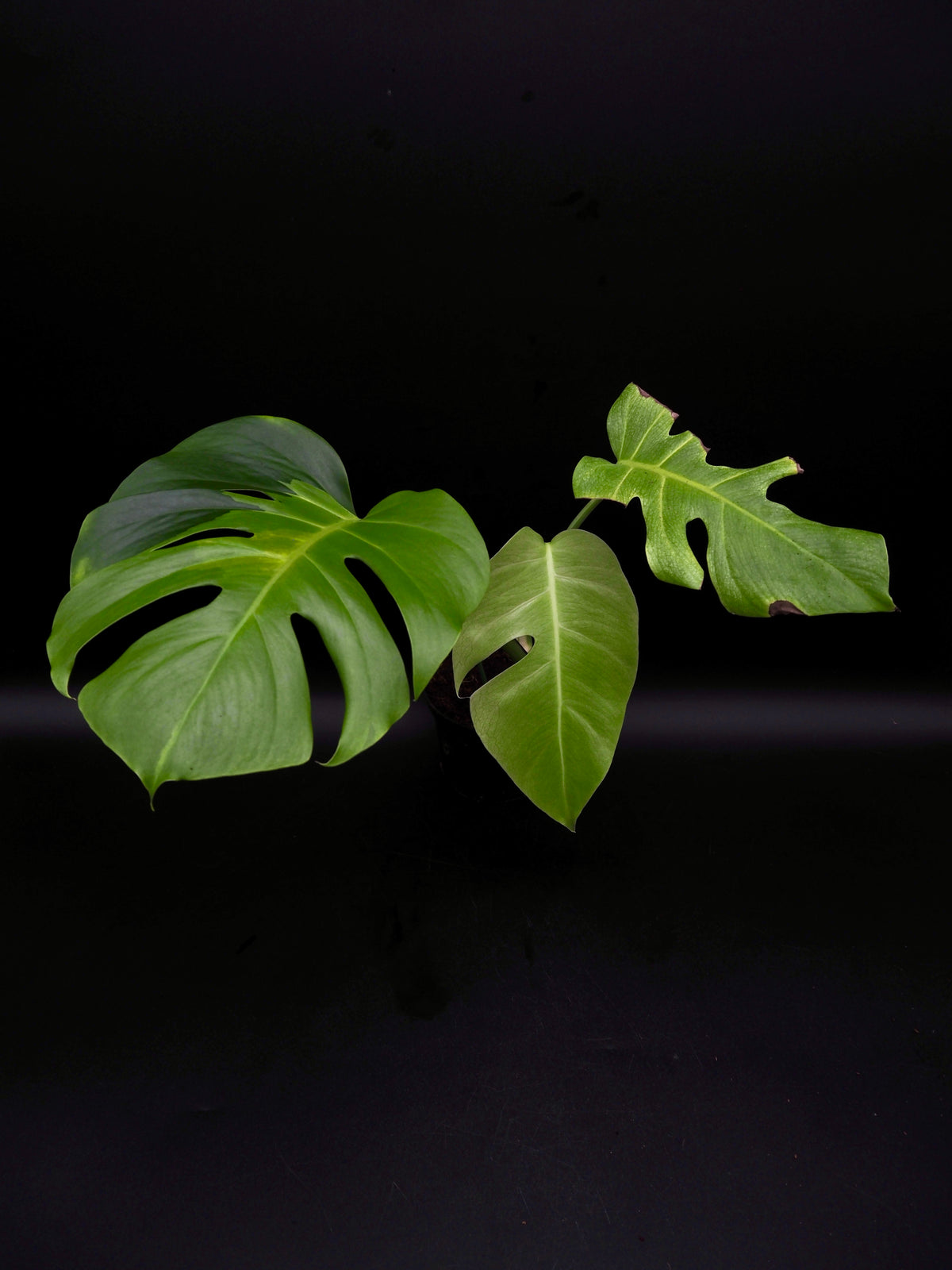 Monstera White Lava