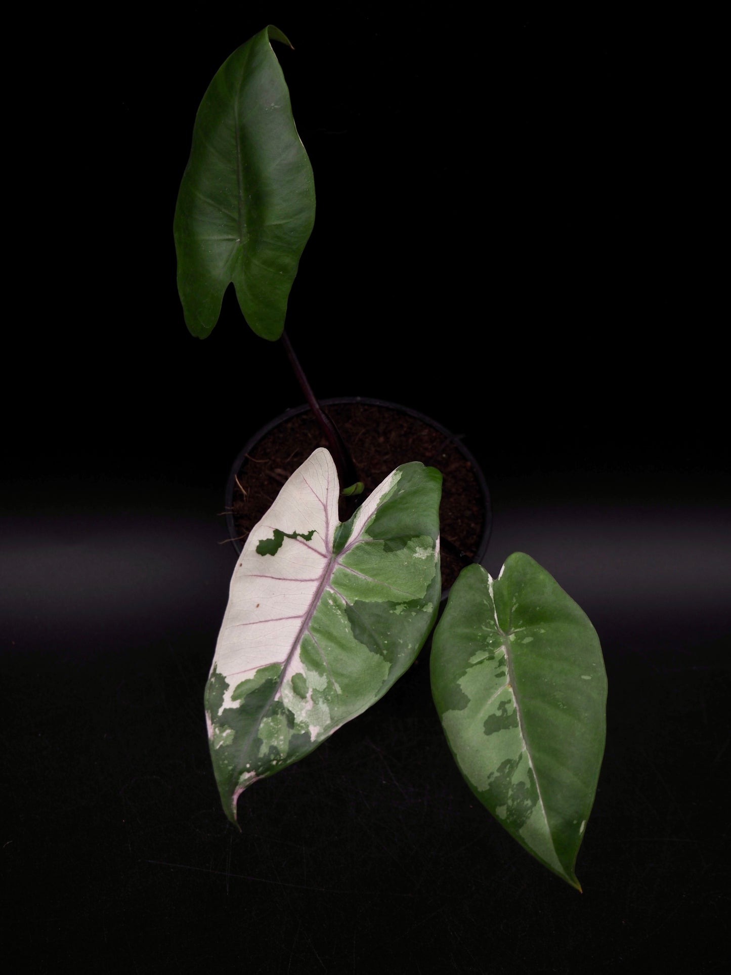 Alocasia Macrorrhiza Black Stem Variegata