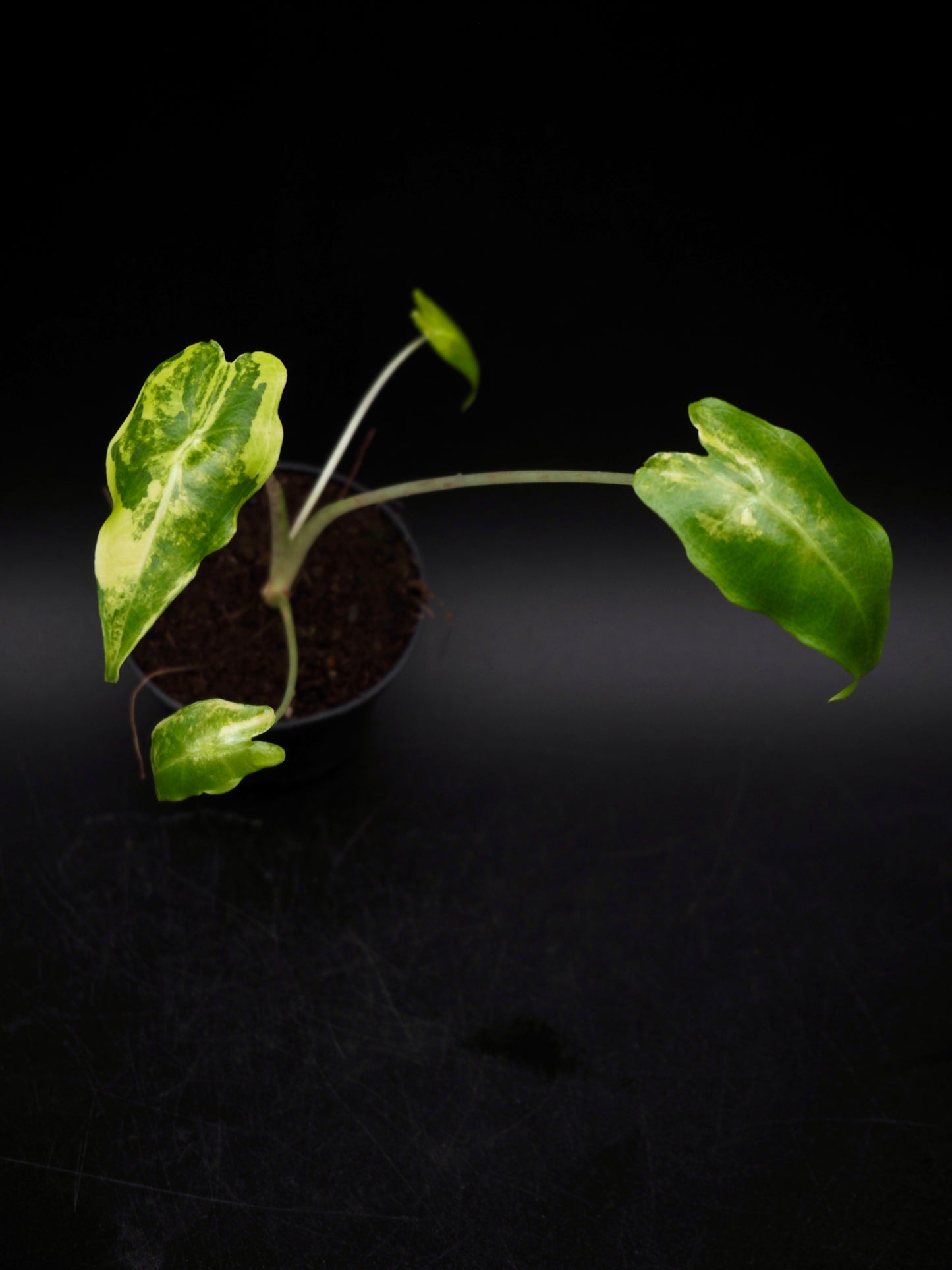 Alocasia Sarian Aurea