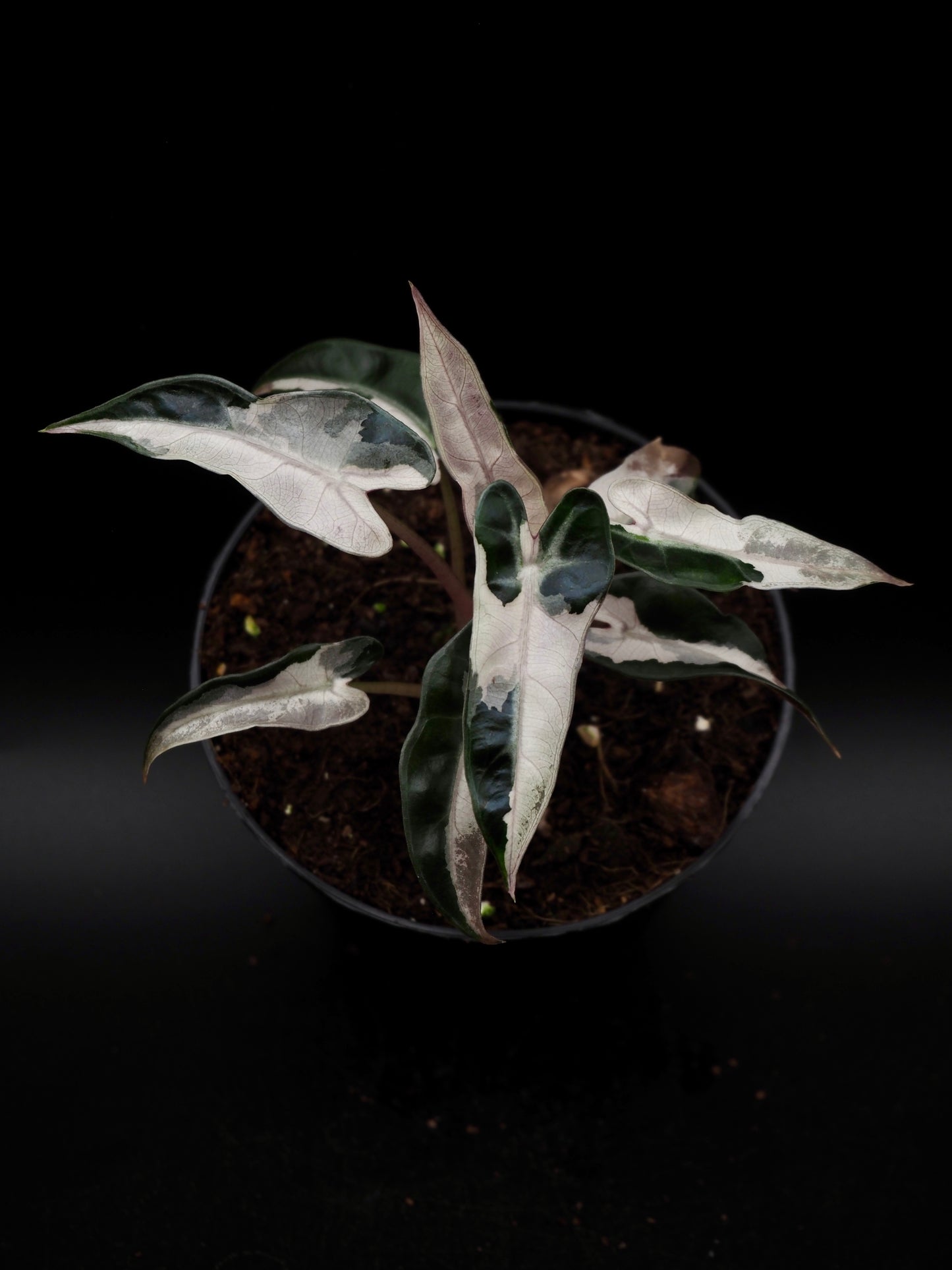 Alocasia Bambino Pink Lava