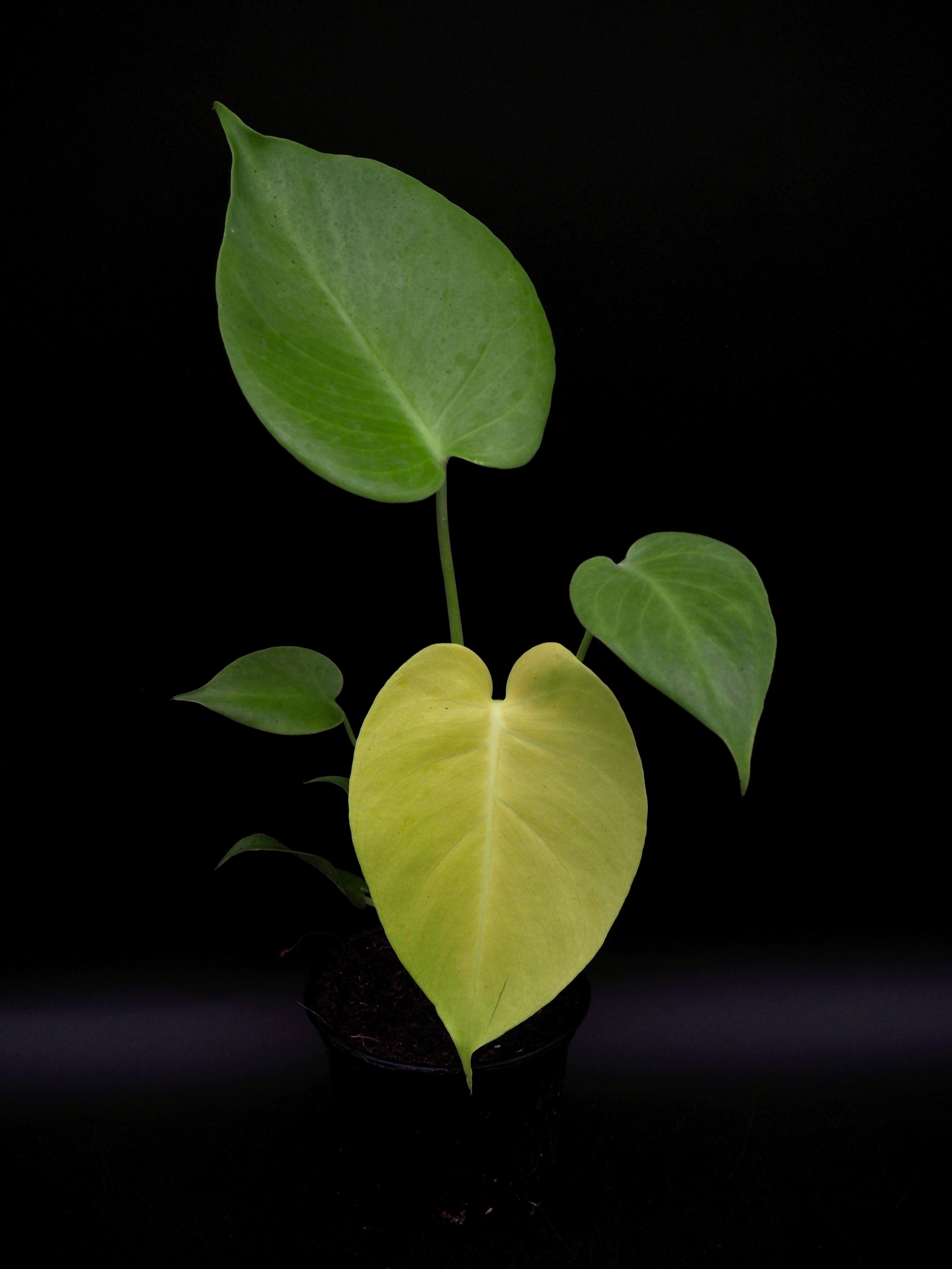 Monstera Lemon Lime kaufen – Jolaplants