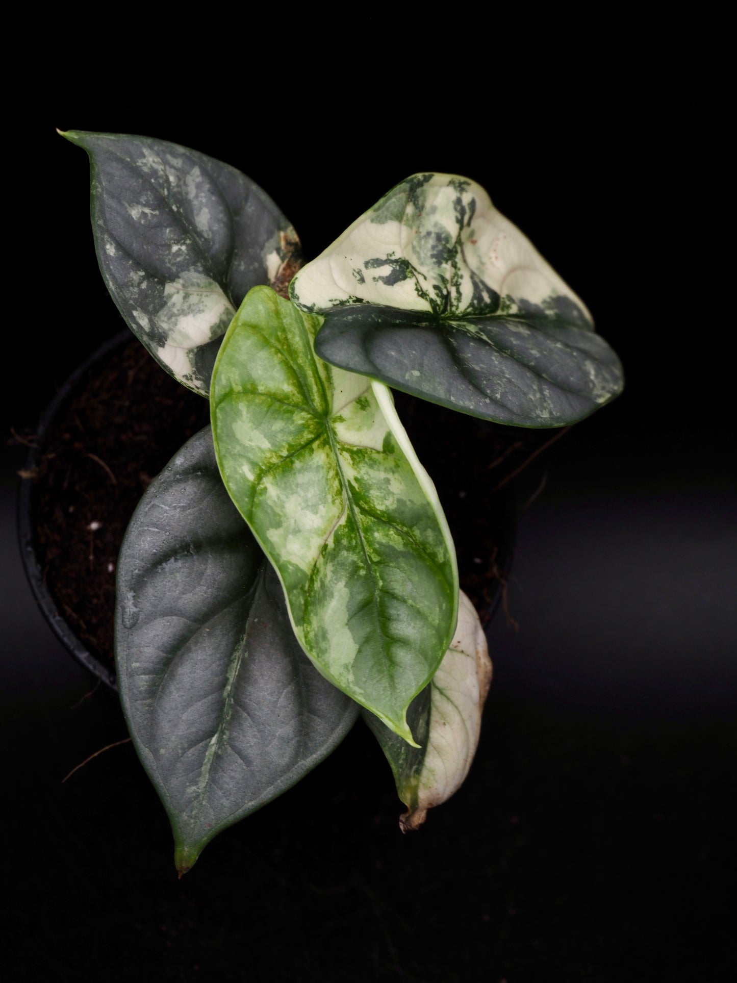 Alocasia Silver Dragon Albo