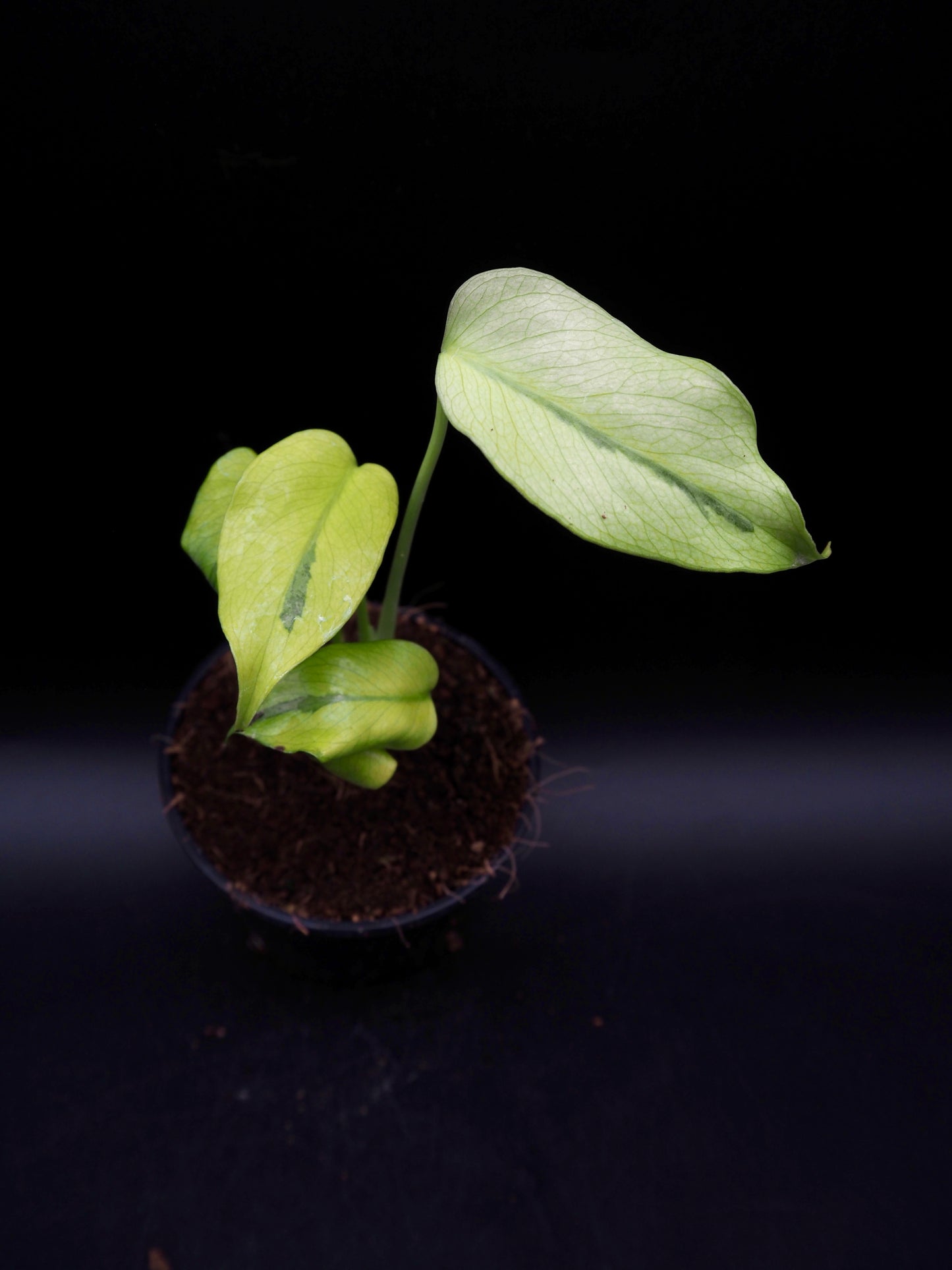 Monstera Deliciosa Mutation Noid
