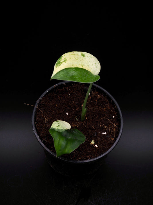 Scindapsus Jade Satin Marble