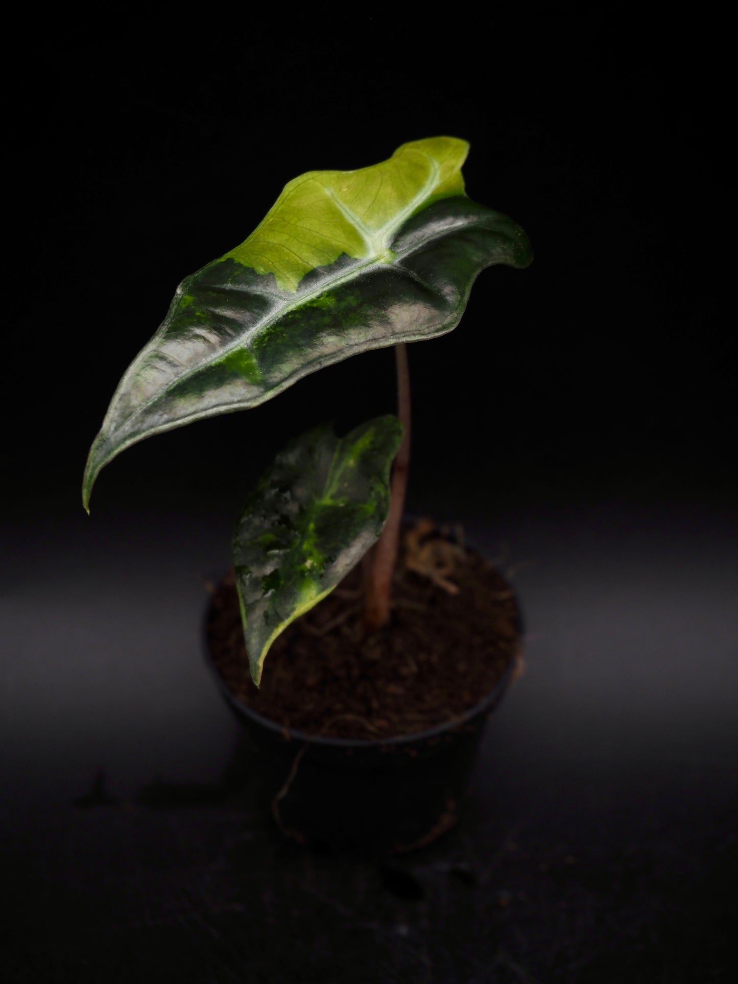 Alocasia Nobilis Aurea