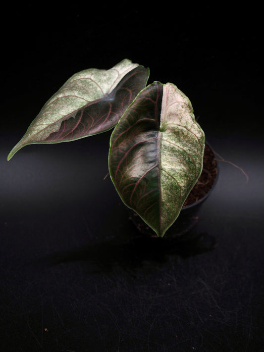 Alocasia Azlanii Pink