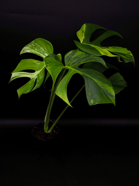 Monstera Light Lime
