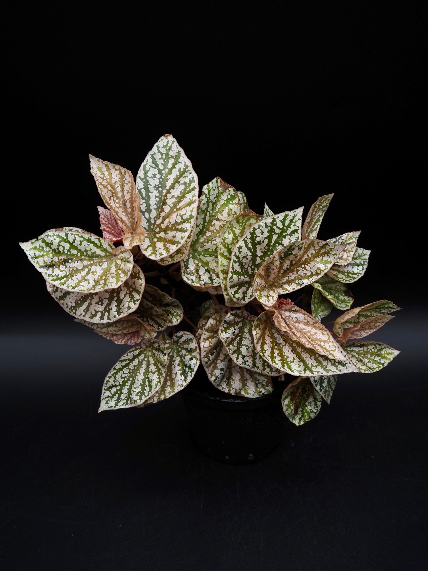 Begonia Snow capped variegata