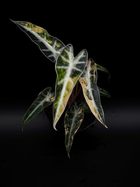 Alocasia Bambi Aurea