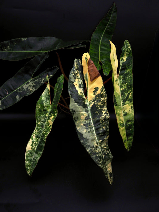 Philodendron Billietiae Variegata