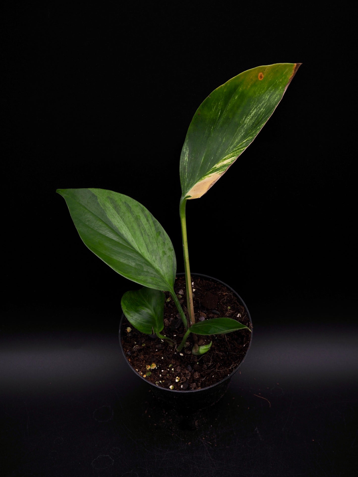 Rhaphidophora Decursiva Aurea Variegata