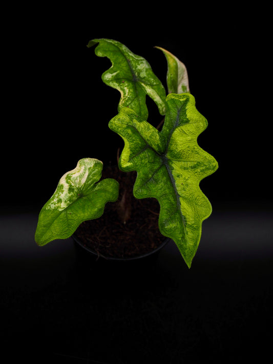 Alocasia Jacklyn Aurea Variegata