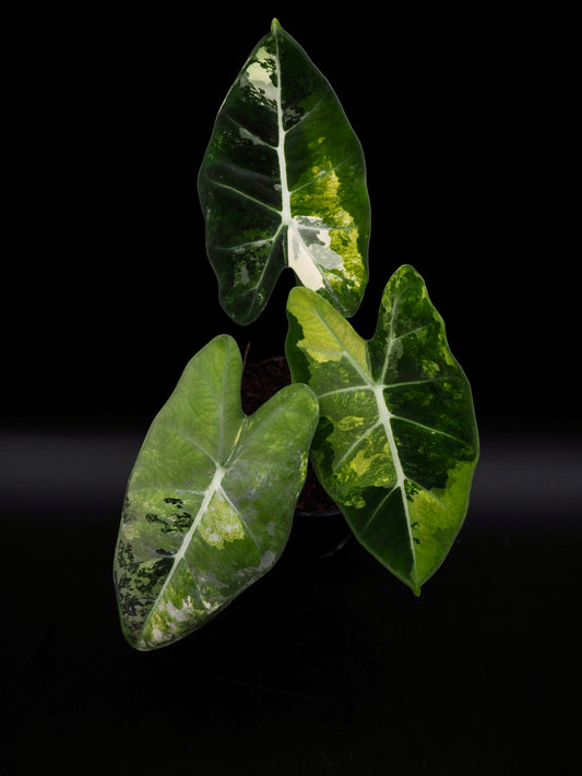 Alocasia Frydek Tricolor