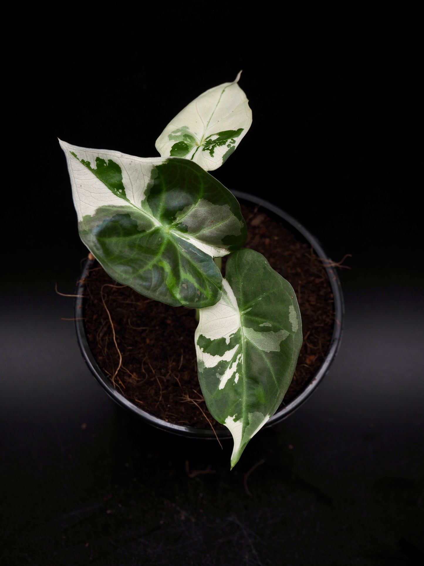 Alocasia Regal Shield Albo