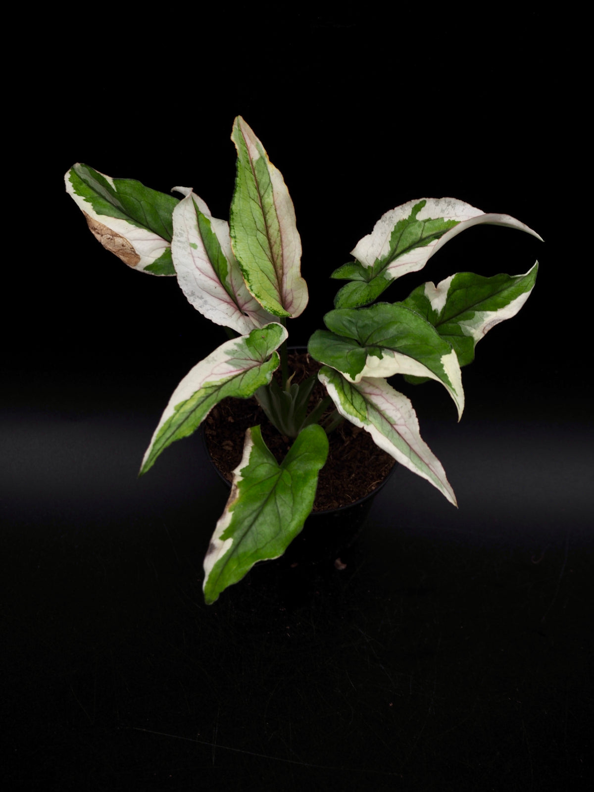 Syngonium White Princess
