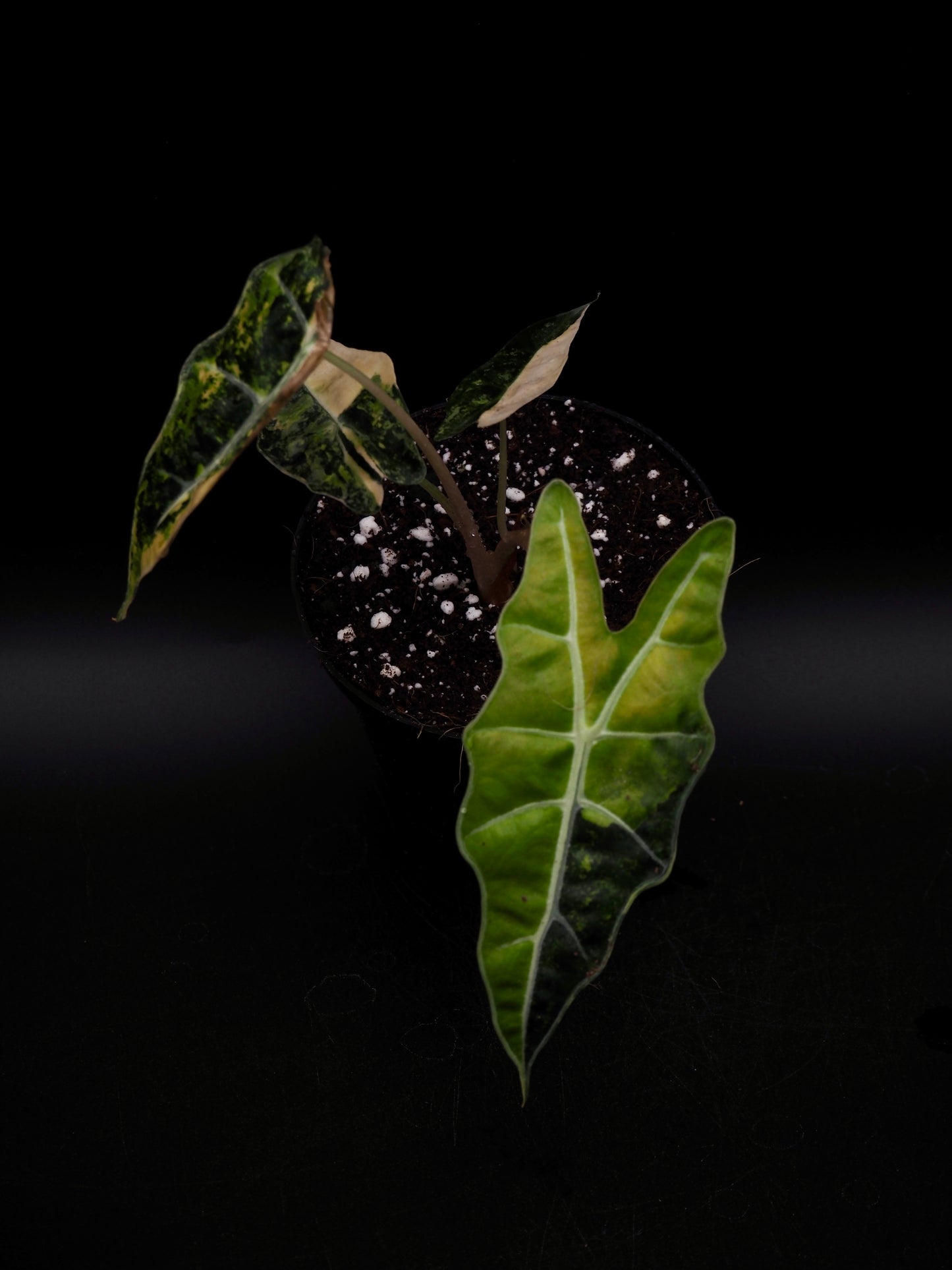 Alocasia Sanderiana Bull Aurea