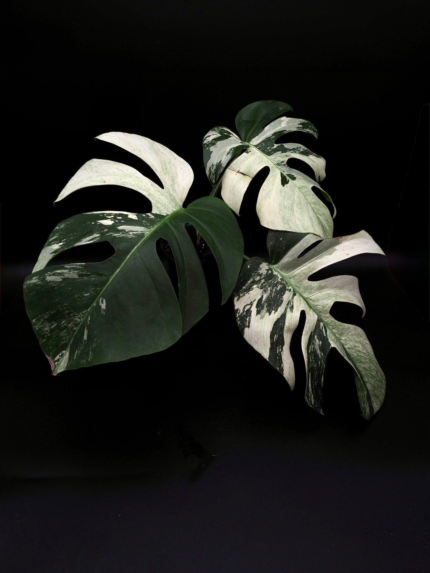 Monstera Deliciosa Jungle Menthe
