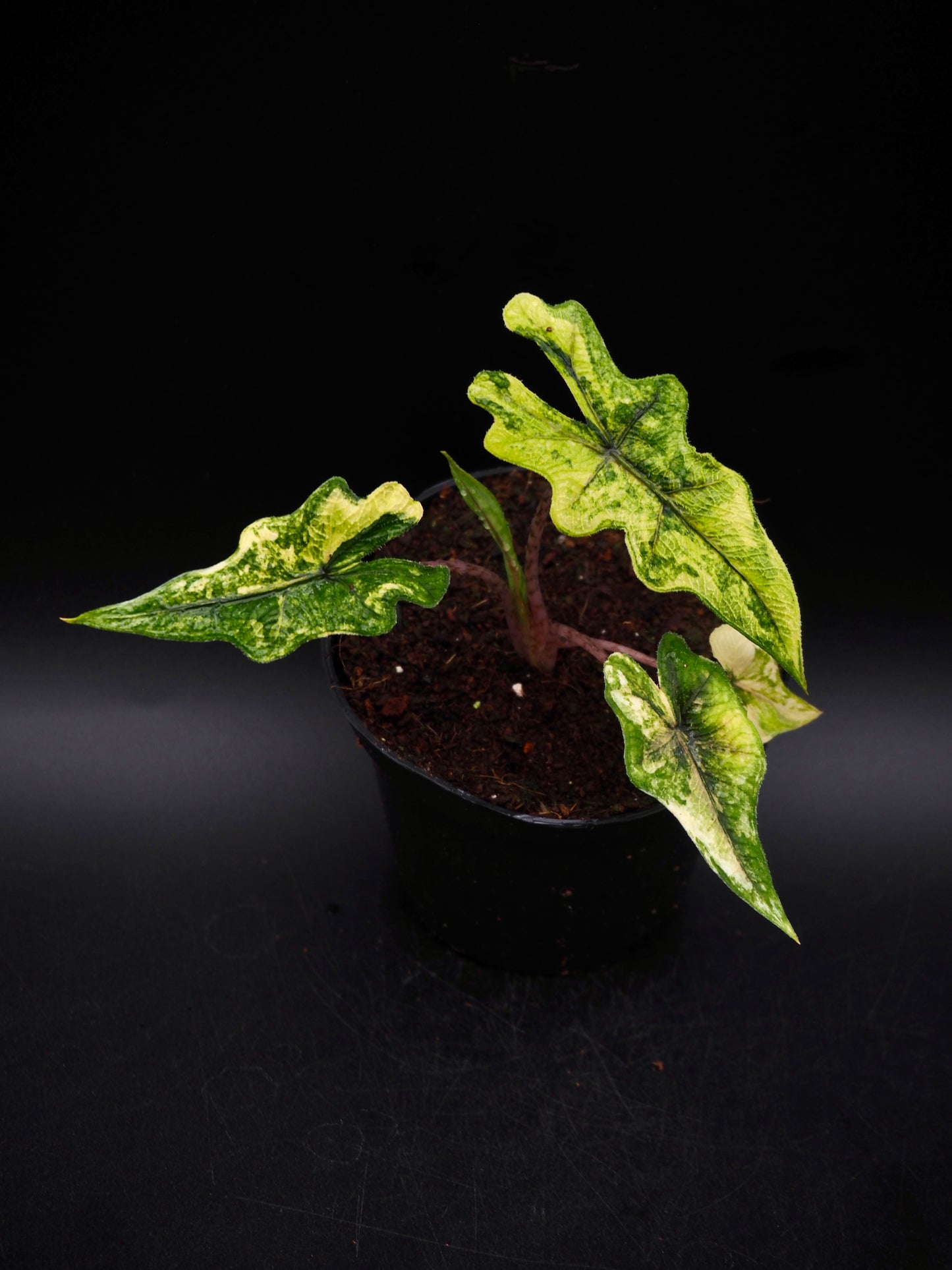 Alocasia Jacklyn Aurea Variegata