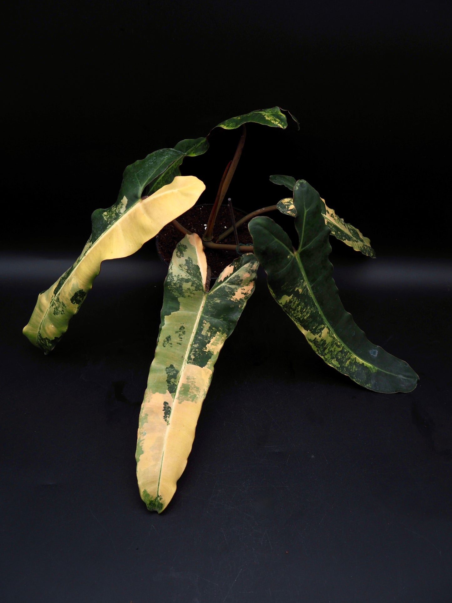 Philodendron Black Billietiae Variegata