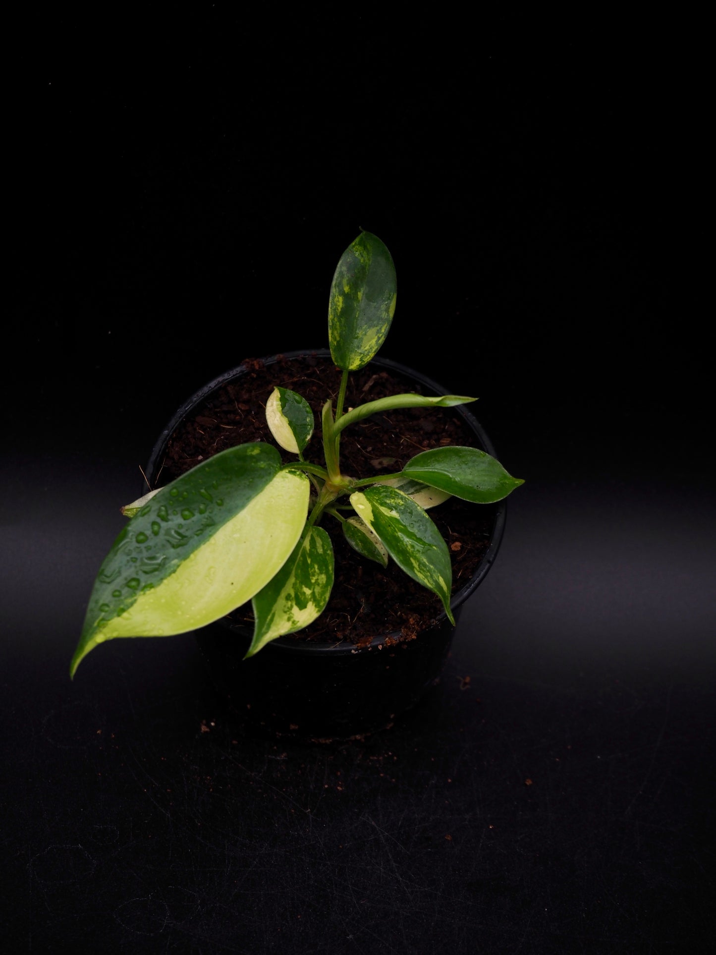 Philodendron Florida Beauty