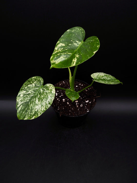 Monstera Siam Mint