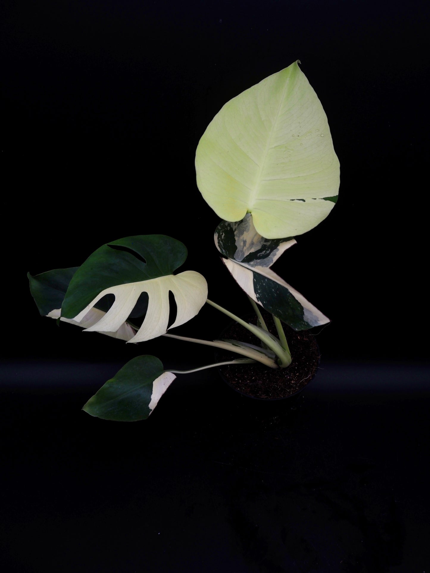 Monstera Deliciosa Lemon Pom Pom