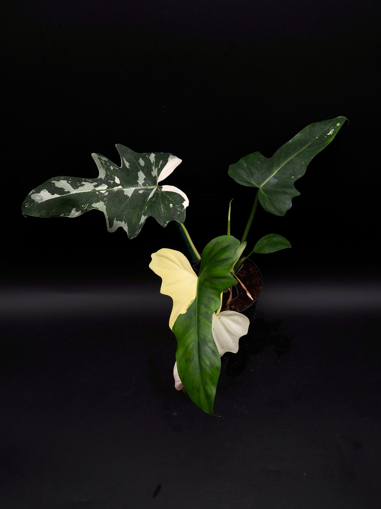 Philodendron Golden Dragon Variegata