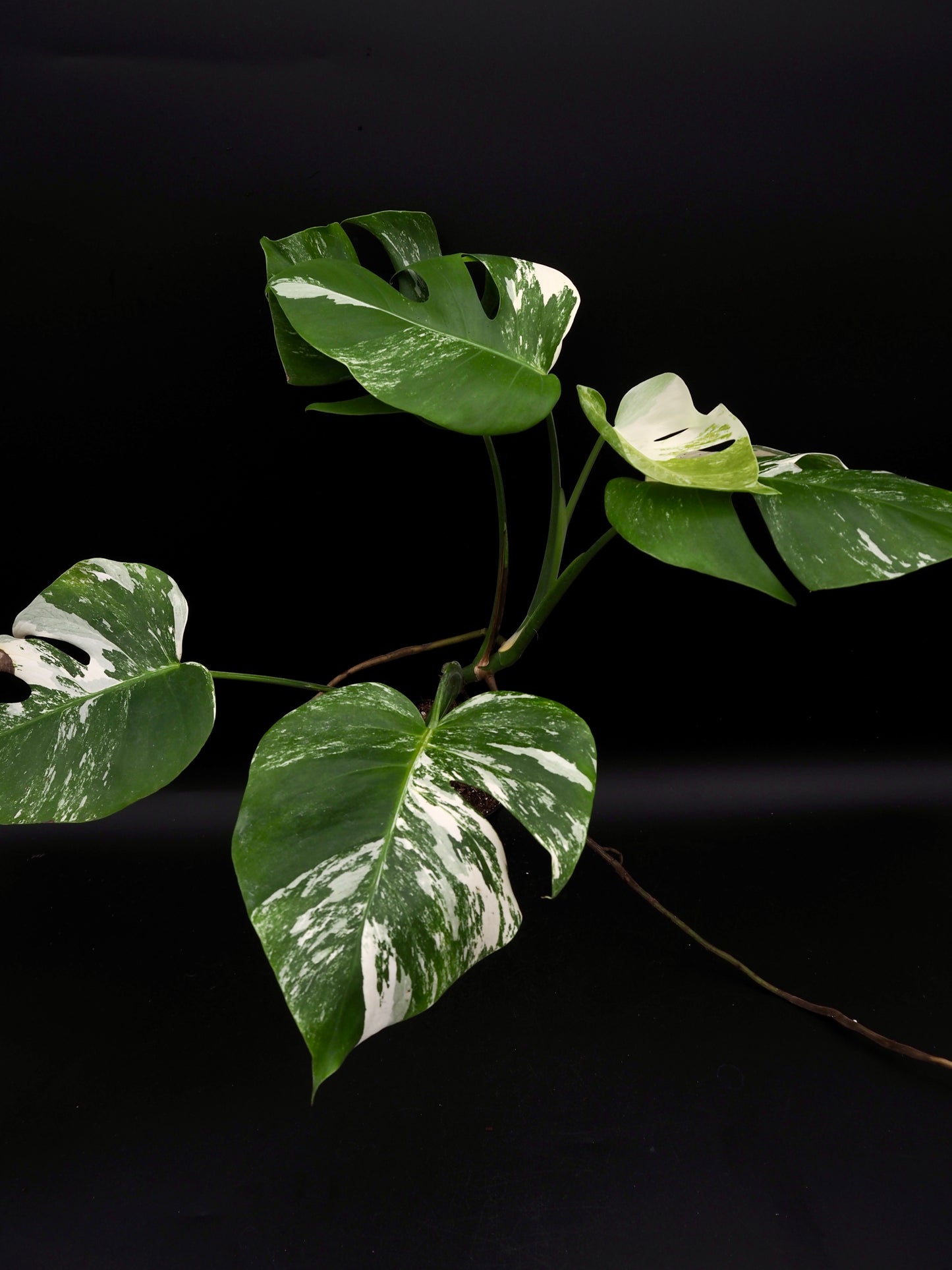 Monstera Borsigiana Albo Variegata