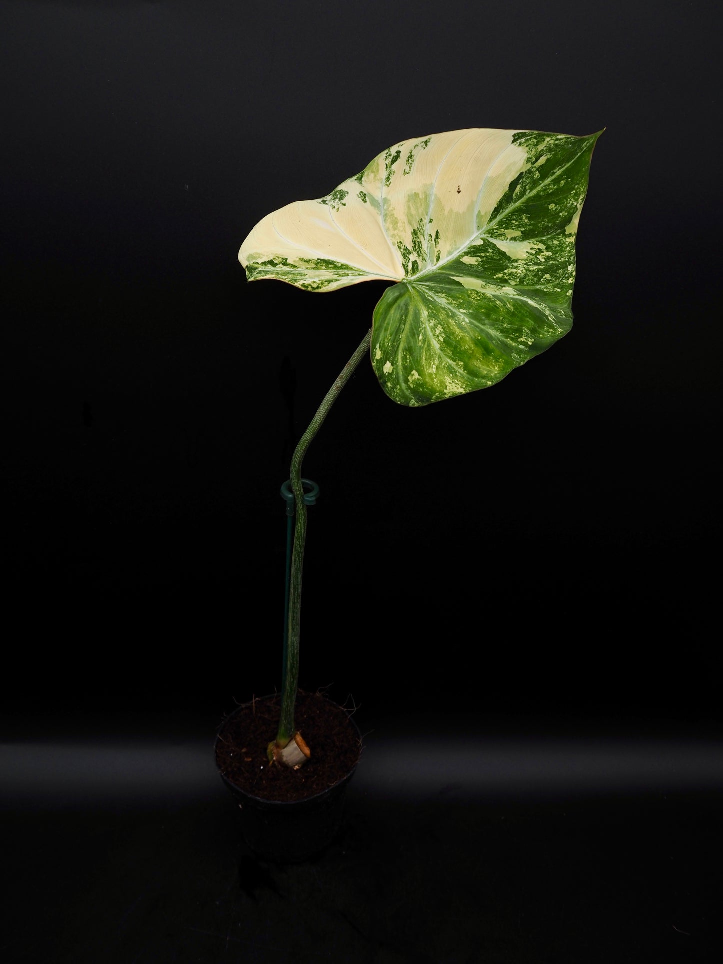 Philodendron Gloriosum Aurea