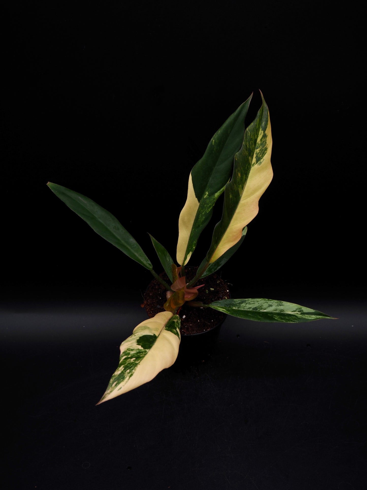 Philodendron Caramel Marble